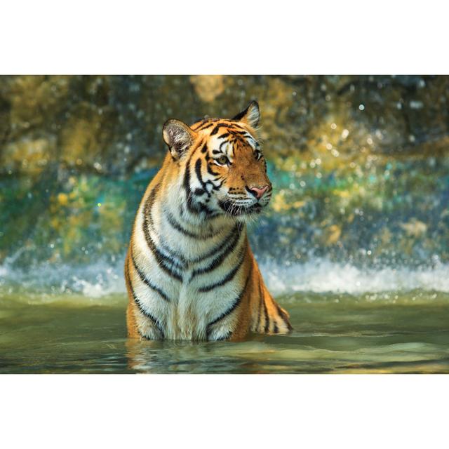 Tiger Playing - Wrapped Canvas Photograph 17 Stories Size: 81cm H x 122cm W x 3.8cm D on Productcaster.