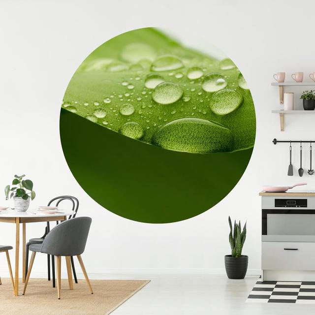 Daltin Matte Peel & Stick Mural Ebern Designs Size: 150cm L x 150cm W on Productcaster.