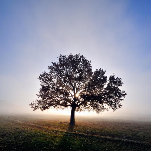 Autumn Foggy Morning by Bereta - No Frame Art Prints on Canvas 17 Stories Size: 80cm H x 80cm W on Productcaster.