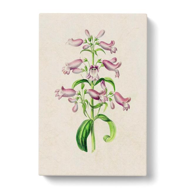 Purple Beardtongue Flower Illustration - Wrapped Canvas Painting East Urban Home Size: 60cm H x 40cm W x 3cm D on Productcaster.