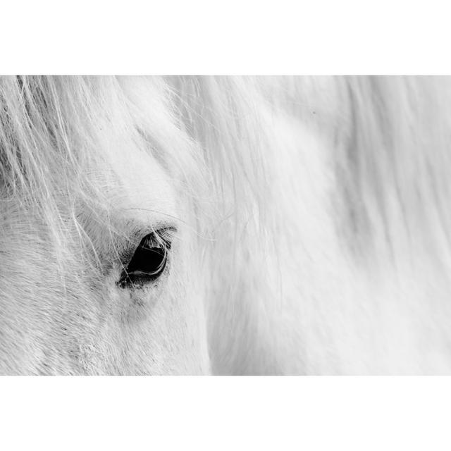 White Horse by Kasto80 - Wrapped Canvas Photograph Brambly Cottage Size: 30cm H x 46cm W on Productcaster.