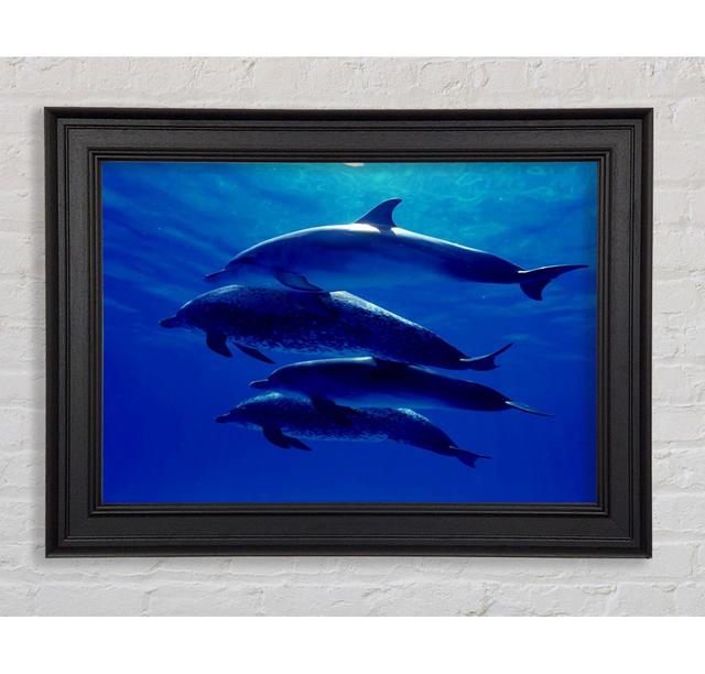 Delfin Familie Gerahmter Druck Haus am Meer Größe: 42cm H x 59,7cm B on Productcaster.