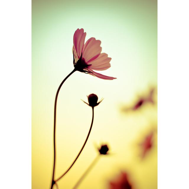 Autenberg Cosmos Flowers by Auimeesri - Wrapped Canvas Photograph 17 Stories Size: 30cm H x 20cm W x 3.8cm D on Productcaster.