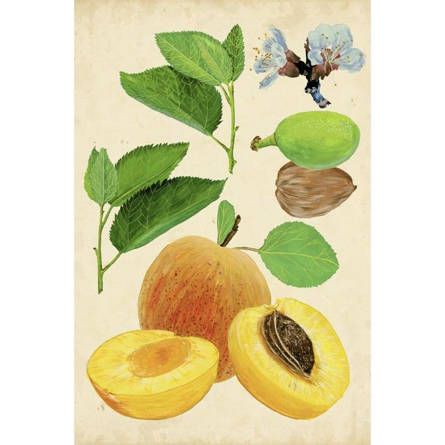 Apricot Study I - Wrapped Canvas Graphic Art Rosalind Wheeler Size: 122cm H x 81cm W on Productcaster.