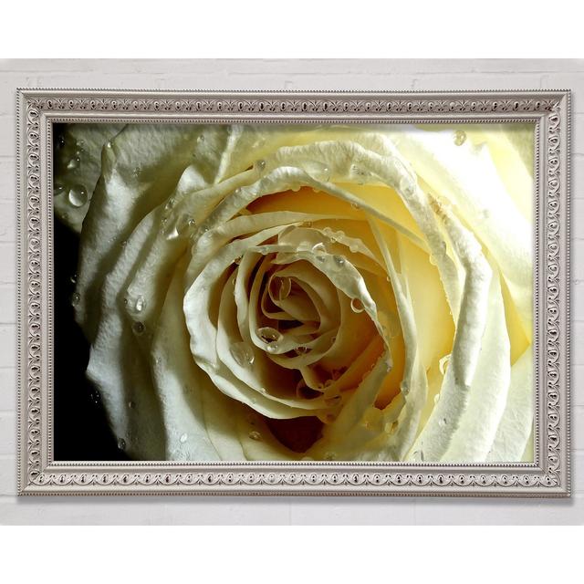 White Rose On Black Velvet - Single Picture Frame Print on Canvas Canora Grey Size: 84.1cm H x 118.9cm W x 1.5cm D, Format: Grey Framed Paper on Productcaster.