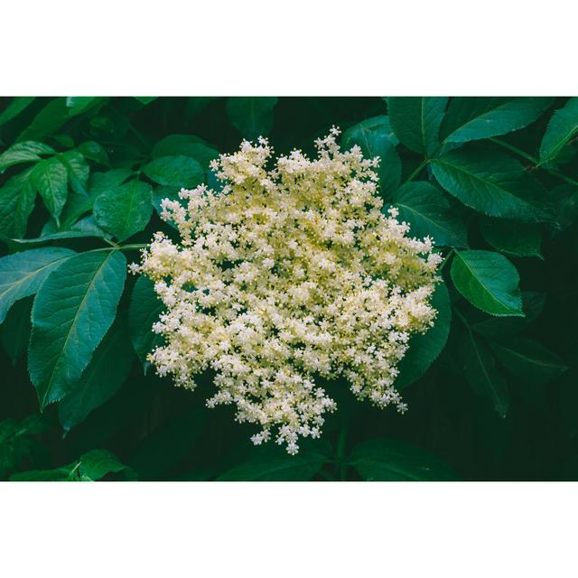 Elderberry Flowers by Gutaper - Wrapped Canvas Photograph 17 Stories Size: 30cm H x 46cm W on Productcaster.