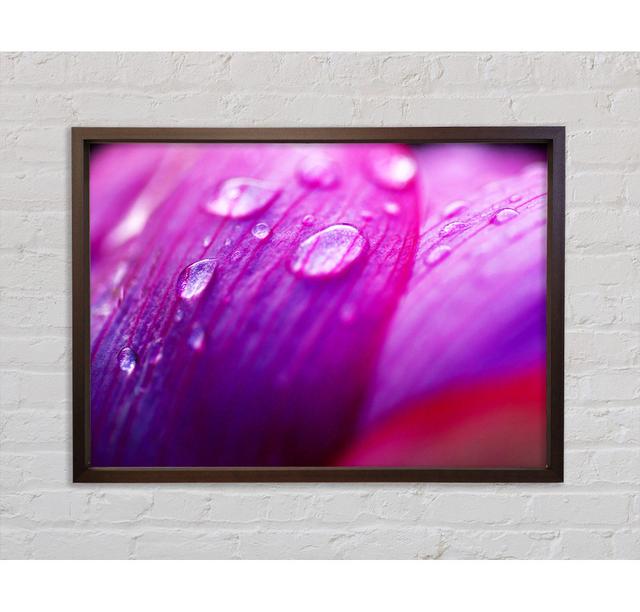 Petal Dew - Single Picture Frame Art Prints on Canvas Bright Star Size: 100cm H x 141.4cm W x 3.3cm D on Productcaster.