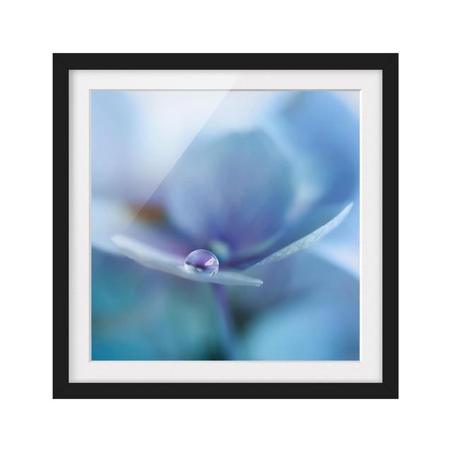 Water Drop Hydrangea Flower - Picture Frame Photograph Rosalind Wheeler Frame Option: Black Framed, Size: 30cm H x 30cm W x 2cm D on Productcaster.