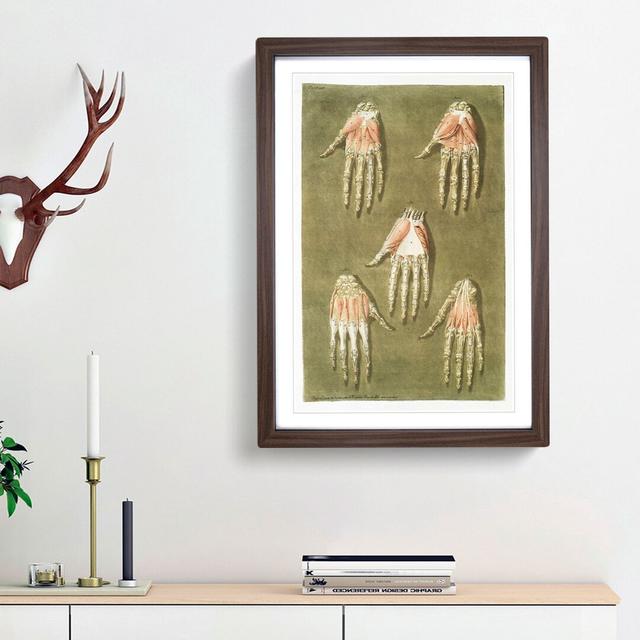 Anatomical Illustrations of the Hand by Gautier-Dagoty - Picture Frame Painting Print East Urban Home Size: 48cm H x 36cm W x 2cm D, Frame Option: Wal on Productcaster.