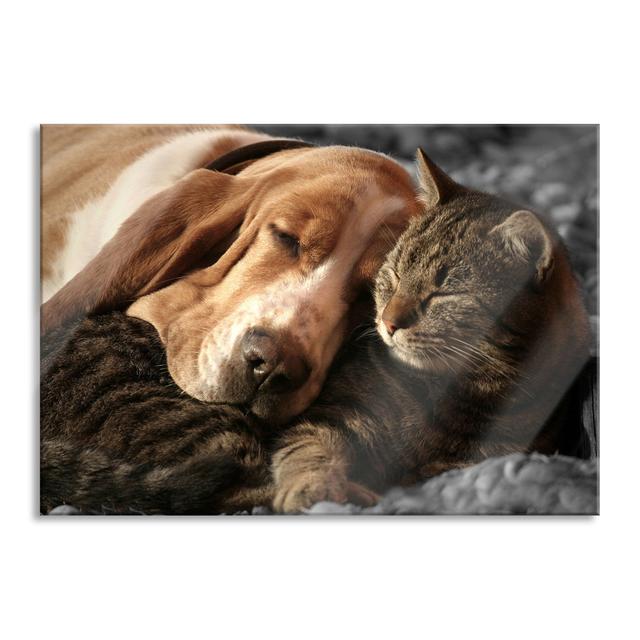 Dog And Cat Cuddling - No Frame Print on Glass Brayden Studio Size: 60cm H x 80cm W x 0.4cm D on Productcaster.