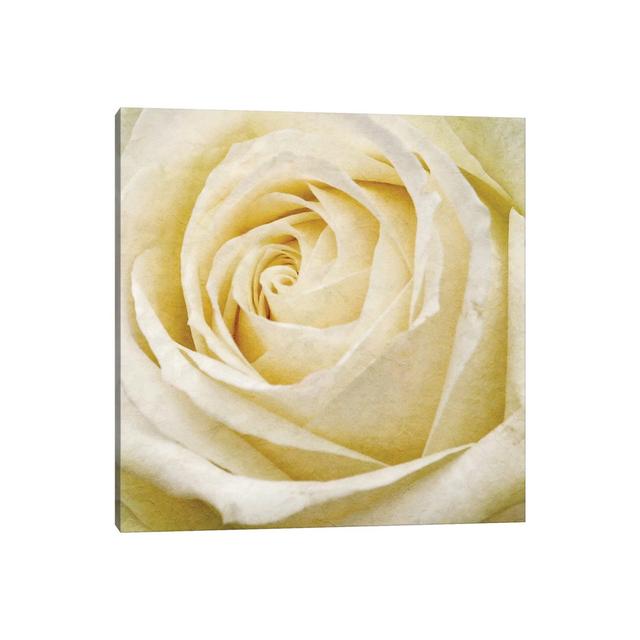 Wall Flower III by Alonzo Saunders - Wrapped Canvas Square Photograph Print on Canvas Fairmont Park Size: 93.98cm H x 93.98cm W x 3.81cm D on Productcaster.