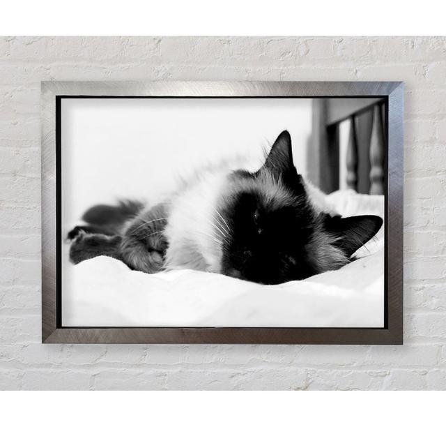 Its A Cats Life B N W - Einzelne Bilderrahmen Kunstdrucke Bright Star Größe: 84,1 cm H x 118,9 cm B on Productcaster.