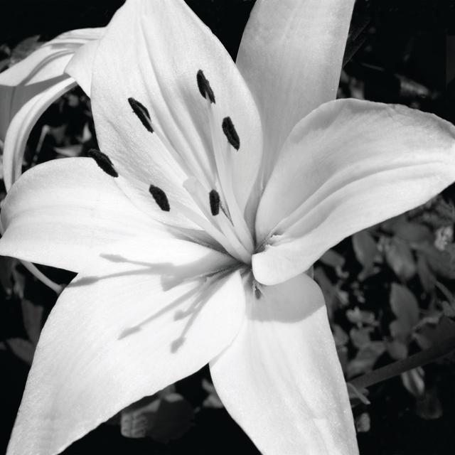 Black and White Flower 7 - Wrapped Canvas Photograph ClassicLiving Size: 30cm H x 30cm W x 3.8cm D on Productcaster.