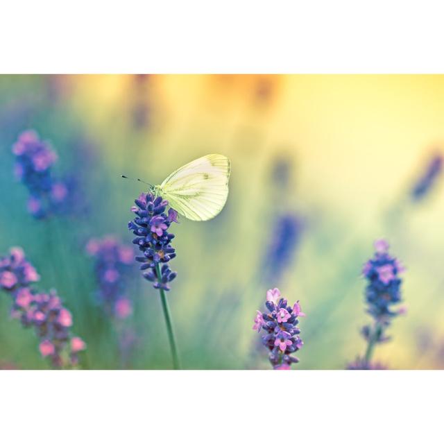 Butterfly on Lavender by PhotoIris2021 - Wrapped Canvas Photograph Lily Manor Size: 61cm H x 91cm W x 3.8cm D on Productcaster.