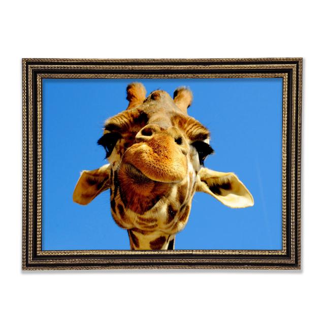 Giraffe Smile - Single Picture Frame Art Prints Ebern Designs Size: 29.7cm H x 42cm W x 3cm D on Productcaster.