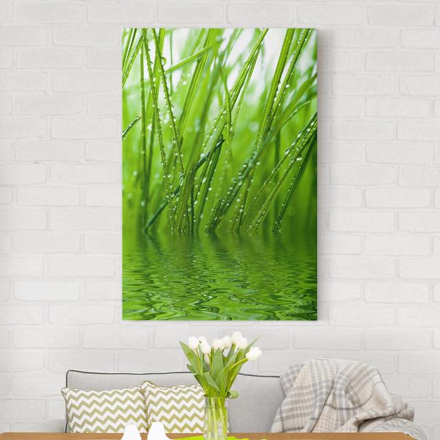 Morning Dew - Wrapped Canvas Photograph Ebern Designs Size: 90cm H x 60cm W on Productcaster.