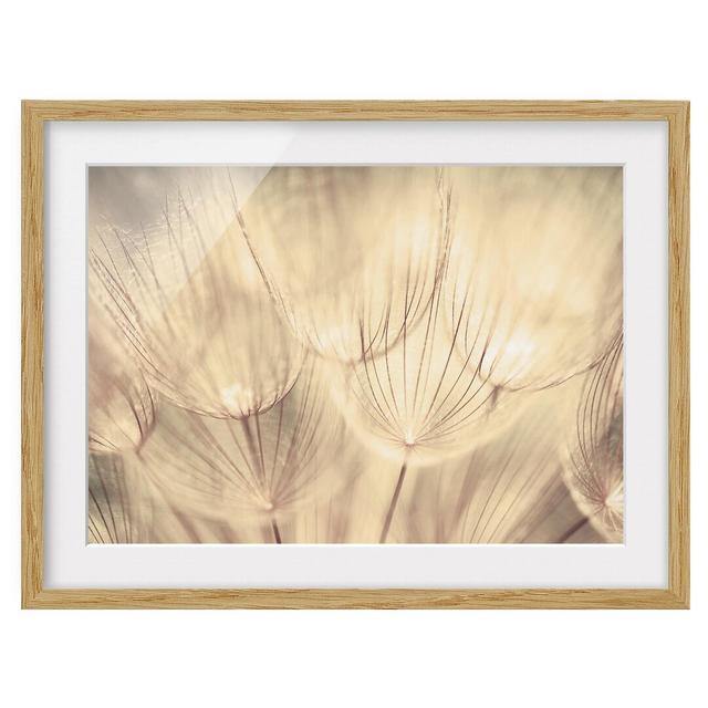 Dandelion Close-Up in a Homely Sepia Tint Framed Graphic Art Print East Urban Home Frame Options: Natural oak wood, Size: 40cm H x 55cm W on Productcaster.