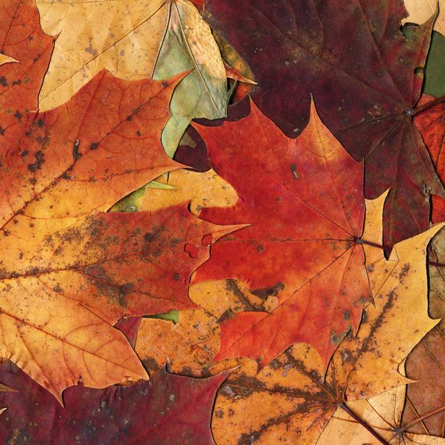 Autumn Leaves Background by Sociologas - Wrapped Canvas Photograph Ebern Designs Size: 30.48cm H x 30.48cm W on Productcaster.