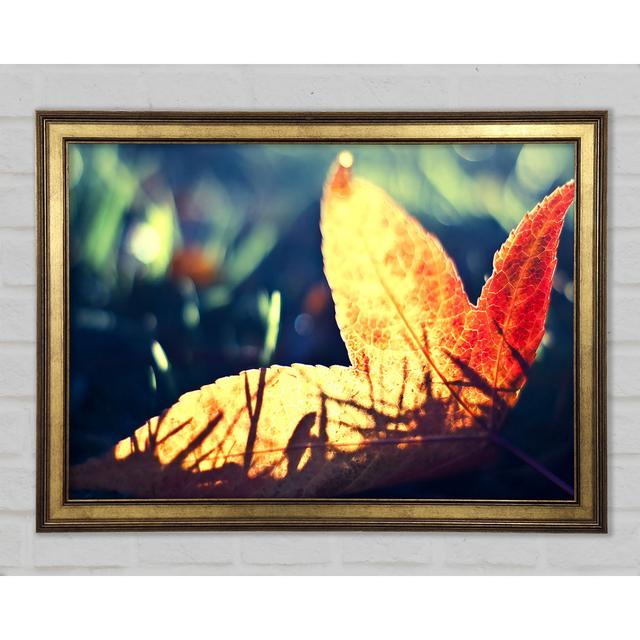 Fallen Leaf - Einzelner Bilderrahmen Kunstdrucke ClassicLiving Größe: 42 cm H x 59,7 cm B x 1,5 cm T on Productcaster.