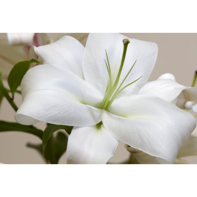 Exton White Lily - Wrapped Canvas Print Latitude Run Size: 20cm H x 30cm W x 3.8cm D on Productcaster.