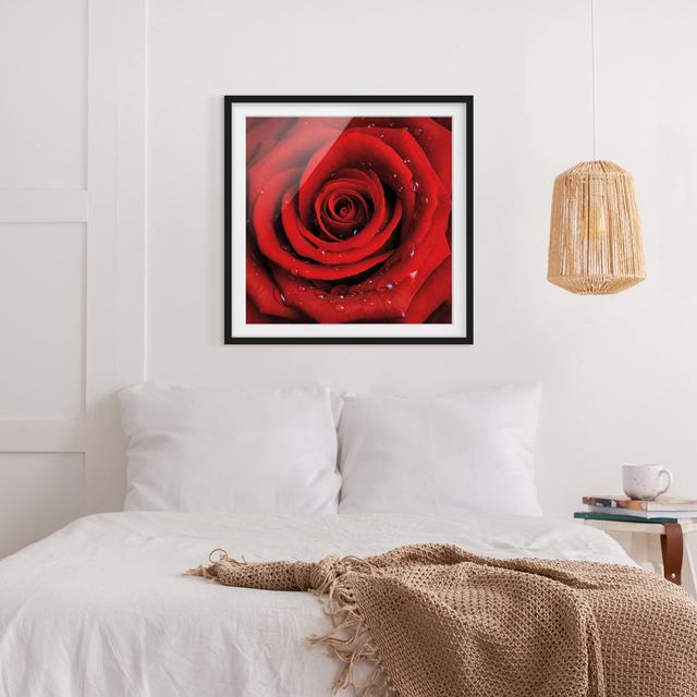 Red Rose with Water Droplets Framed Photographic Print Poster East Urban Home Size: 70cm H x 70cm W, Rahmenoptionen: Matt black on Productcaster.