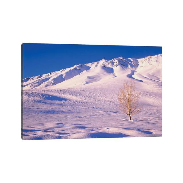 Long Valley. Lone Elm Tree On Snow-Covered Hillside. Alpen Home Size: 30.48cm H x 45.72cm W on Productcaster.