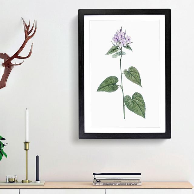 Lilac Morning-glory Flowers by Pierre-Joseph Redoute - Picture Frame Painting Print East Urban Home Frame Option: Black Framed, Size: 65cm H x 48cm W on Productcaster.