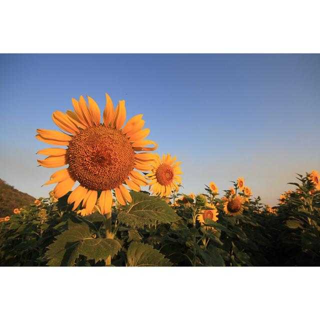 Sunflower Fields In Season by Peeravit18 - Wrapped Canvas Print Brambly Cottage Size: 20cm H x 30cm W on Productcaster.