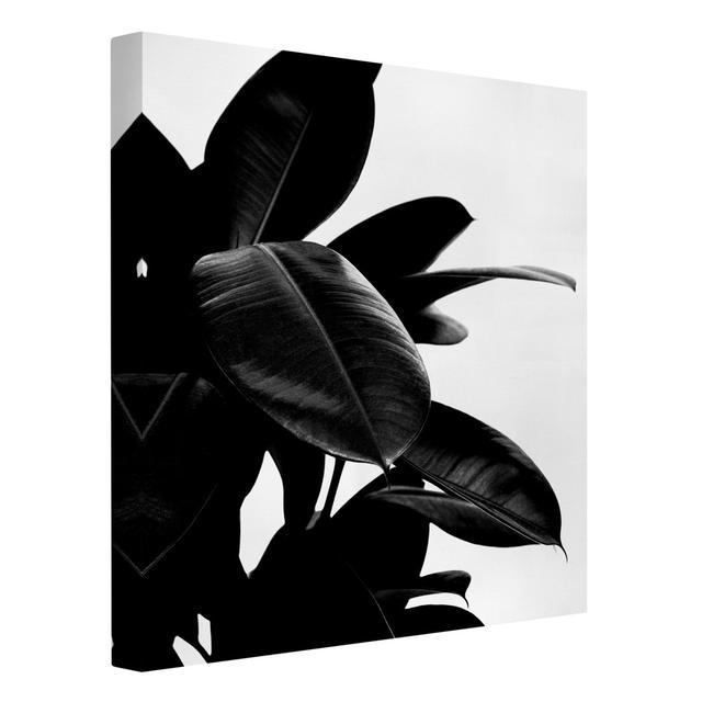 Black and White Rubber Tree Leaves - Wrapped Canvas Photograph Ebern Designs Colour: Black/White, Size: 70cm H x 70cm W, Format: Recycled Canvas 330g/ on Productcaster.