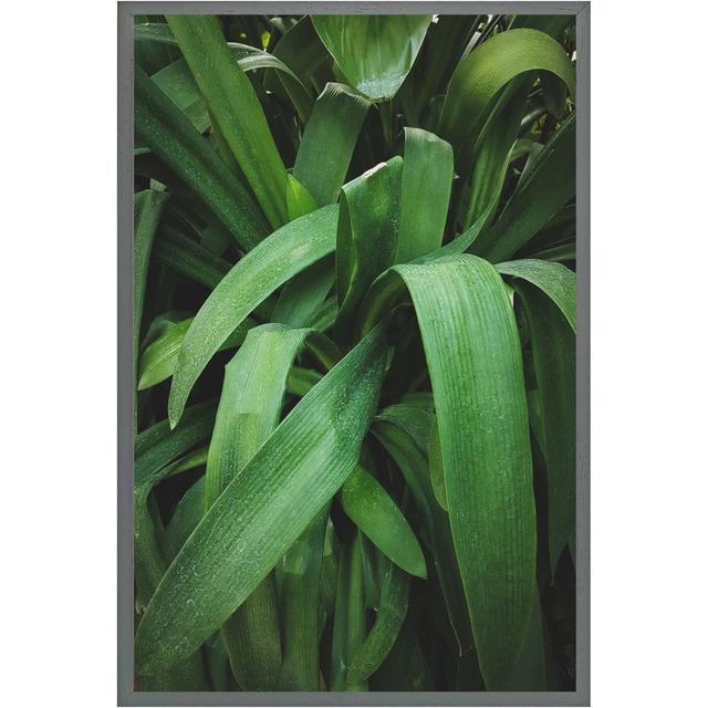 Northwick Tropical Leaves Closeup, Greenhouse, Atmospheric Background, Selective Focus - Single Picture Frame Print Latitude Run Size: 41cm H x 31cm W on Productcaster.