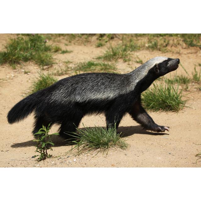 Honey Badger - Wrapped Canvas Photograph Latitude Run Size: 20cm H x 30cm W x 3.8cm D on Productcaster.