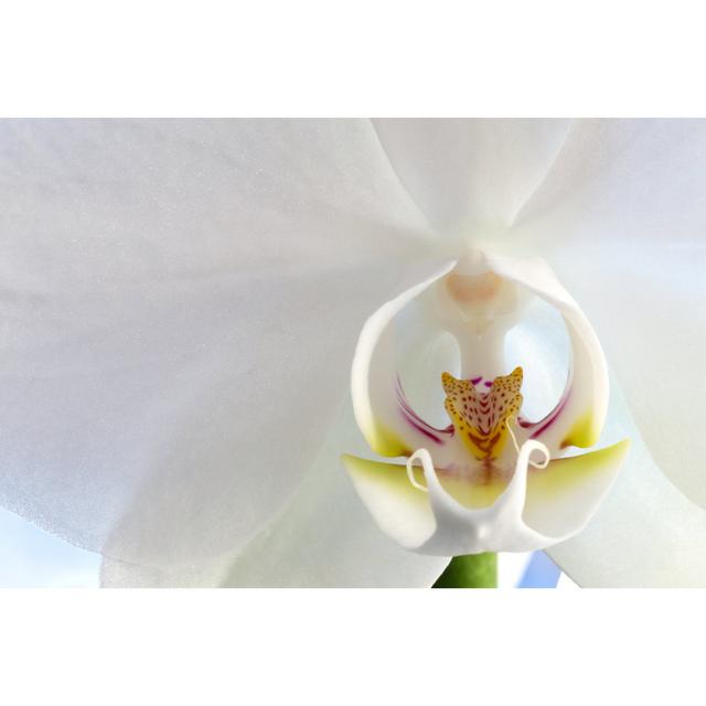 Belluno White Orchid - Print 17 Stories Size: 61cm H x 91cm W x 3.8cm D on Productcaster.