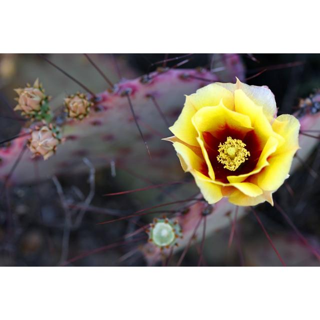 Prickly pear bloom Latitude Run Size: 30cm H x 46cm W on Productcaster.