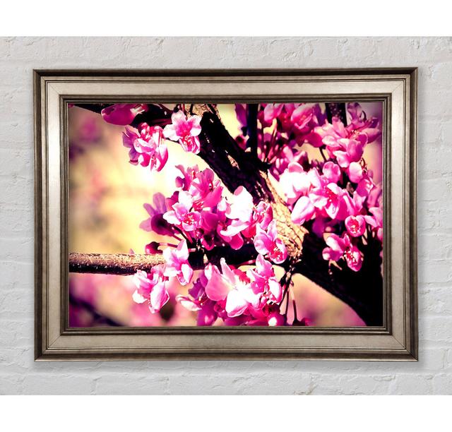 Single Picture Frame Art Prints Bright Star Size: 59.7cm H x 84.1cm W on Productcaster.