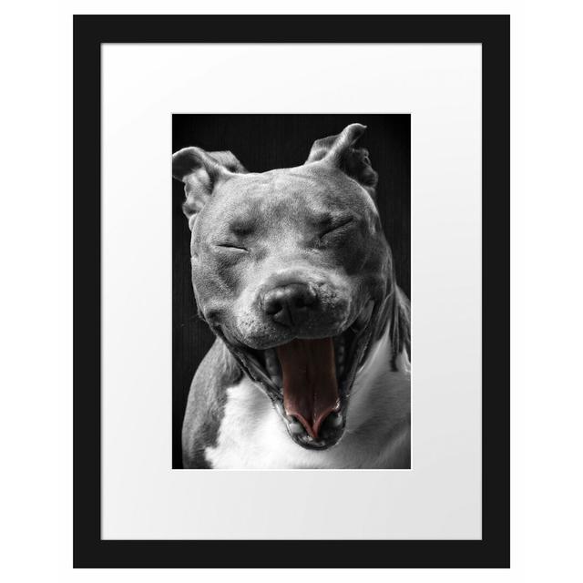 Gerahmtes Poster Lachender Pitbull East Urban Home Größe: 38 cm H x 30 cm B on Productcaster.