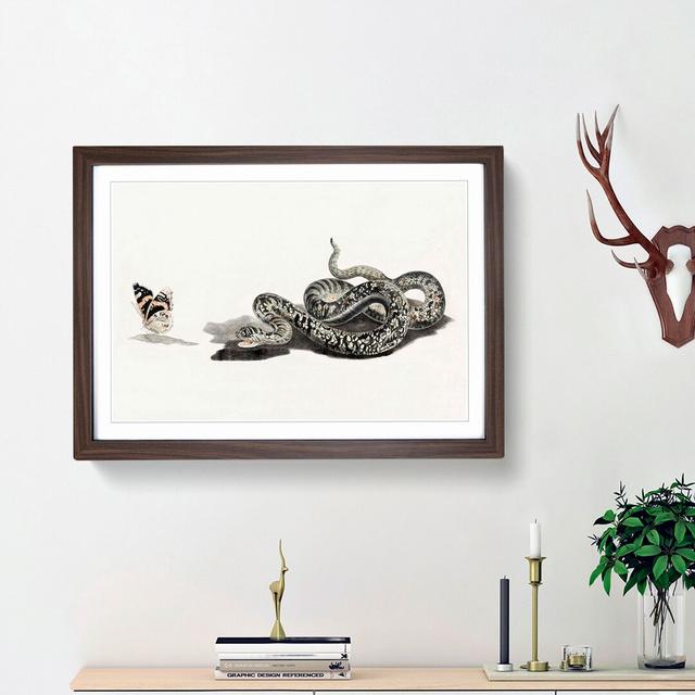 Snake & Butterfly by Johan Teyler - Picture Frame Painting Print East Urban Home Size: 27cm H x 36cm W x 2cm D, Frame Option: Walnut Framed on Productcaster.