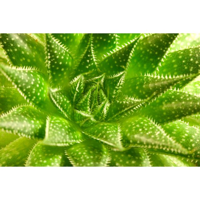 Misouk Aloe Vera by Ze_pedro - Wrapped Canvas Photograph World Menagerie Size: 81cm H x 122cm W x 3.8cm D on Productcaster.