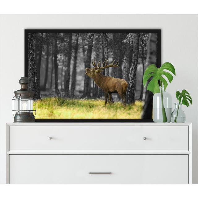 Gerahmter Grafikdruck "Roaring Deer in the Forest" Alpen Home Größe: 80 cm H x 60 cm B x 2.5 cm T on Productcaster.