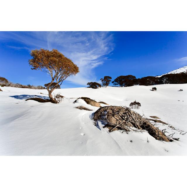 Snow Gum Tree Roots House of Hampton Size: 81cm H x 122cm W on Productcaster.