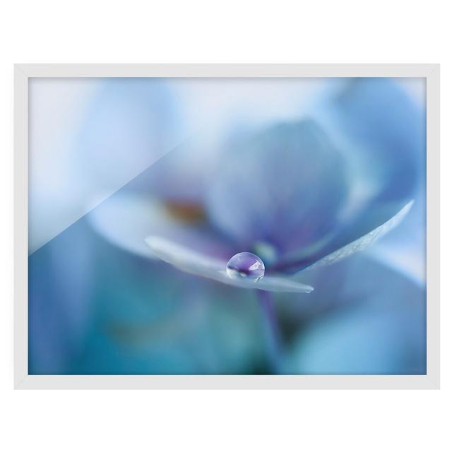 Water Drop Hydrangea Flower - Picture Frame Photograph Ebern Designs Size: 40cm H x 55cm W x 2cm D, Framed Option: White Framed on Productcaster.