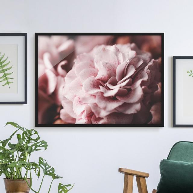 Shabby Pink Rose Pastel - Picture Frame Graphic Art Rosdorf Park Size: 40cm H x 55cm W x 2cm D, Format: Black Framed, Matte Colour: No Matte on Productcaster.