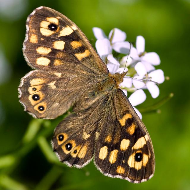 Speckled Wood Butterfly - Wrapped Canvas Photograph Brambly Cottage Size: 91cm H x 91cm W x 3.8cm D on Productcaster.