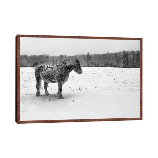 B&W Belgian by David Gardiner - Gallery-Wrapped Canvas Giclée on Canvas August Grove Format: Brown Framed on Productcaster.