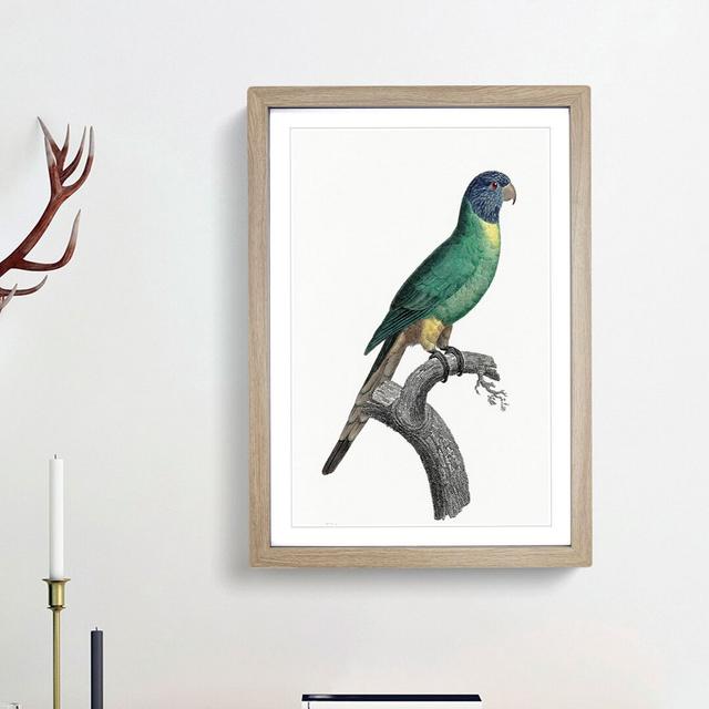 Blue Crowned Parakeet by F. Levaillant - Picture Frame Painting Print East Urban Home Frame Option: Oak Framed, Size: 36cm H x 27cm W x 2cm D on Productcaster.