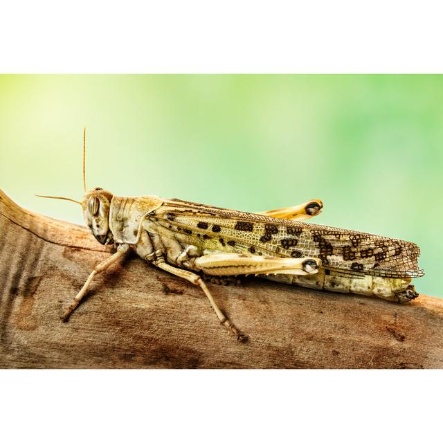 Grasshopper - Wrapped Canvas Art Prints 17 Stories Size: 81cm H x 122cm W on Productcaster.