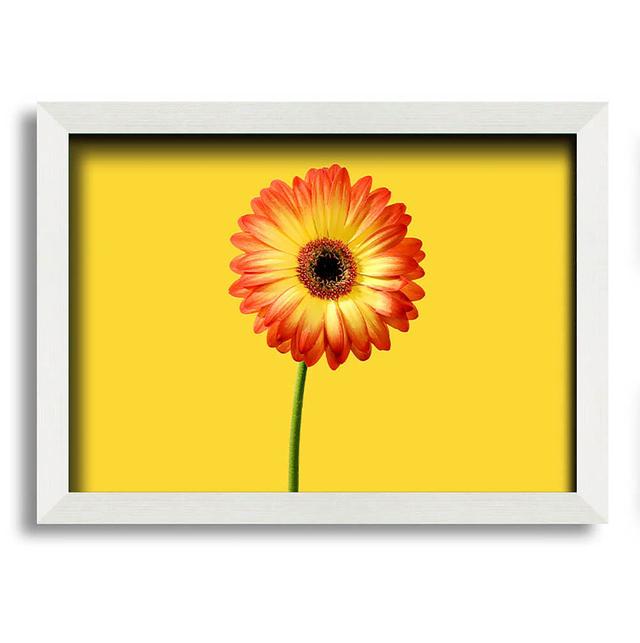 Orange Gerbera on Yellow - Single Picture Frame Art Prints Latitude Run Size: 21cm H x 29.7cm W on Productcaster.