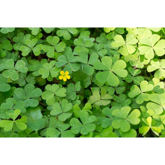 Clover by danielvfung - Wrapped Canvas Photograph Print Ebern Designs Size: 61cm H x 91cm W x 3.8cm D on Productcaster.