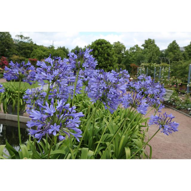 Agapanthus Africanus by ClaraNila - Wrapped Canvas Print 17 Stories Size: 20cm H x 30cm W x 3.8cm D on Productcaster.