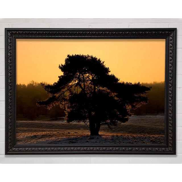 Stunning Old Tree At Dusk - Single Picture Frame Art Prints Bright Star Size: 42cm H x 59.7cm W on Productcaster.