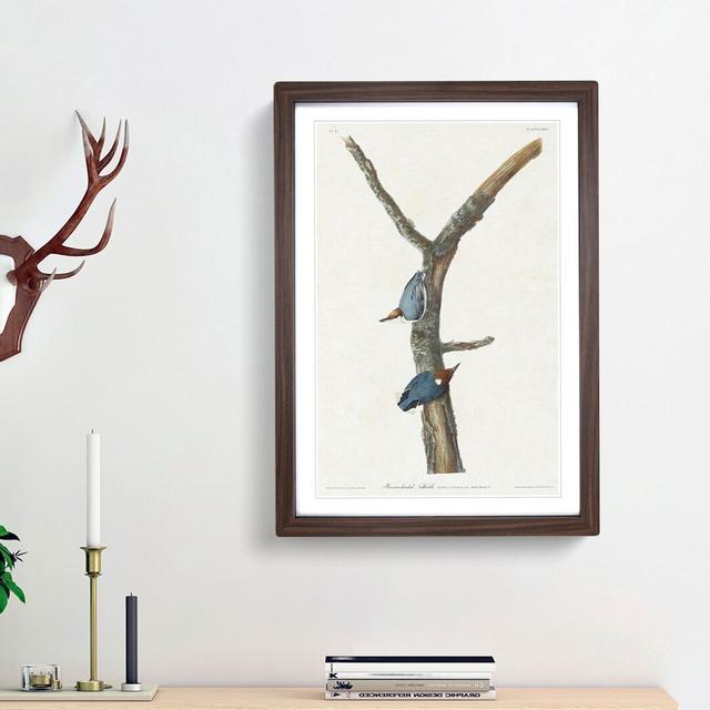 Brown Headed Nuthatch Birds by John Audubon - Picture Frame Painting Print on MDF East Urban Home Size: 48cm H x 36cm W x 2cm D, Frame Option: Walnut on Productcaster.